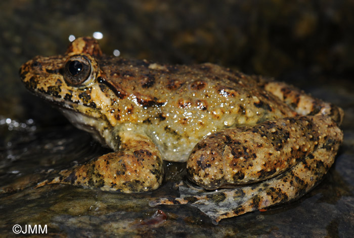 Discoglossus montalentii Discoglosse de Corse